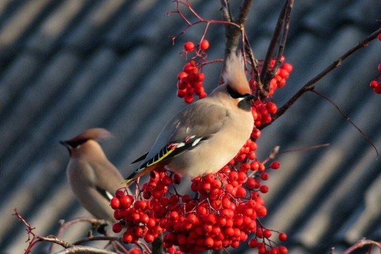 Jaseur - photo d'oiseau