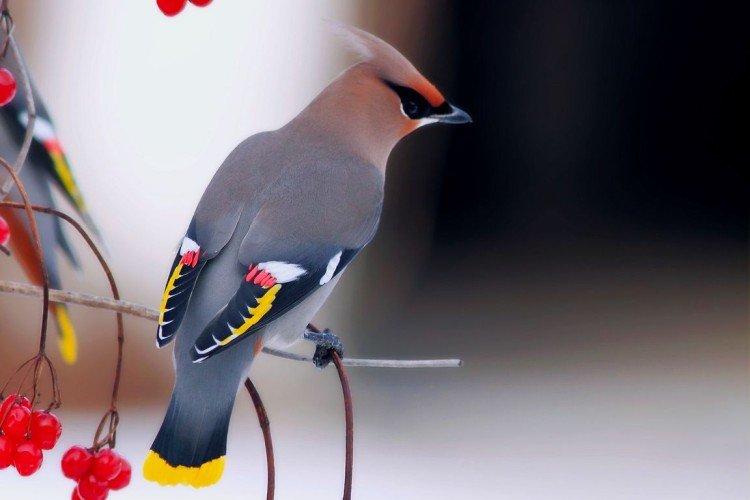 Jaseur - photo d'oiseau