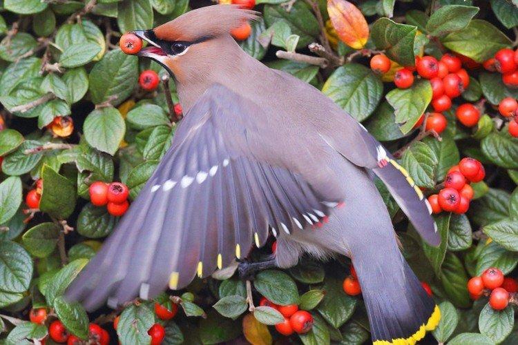 Jaseur - photo d'oiseau