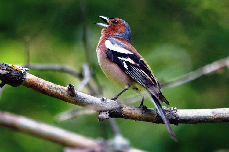 Pinsons - photo d'oiseau