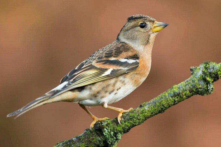 Pinsons - photo d'oiseau