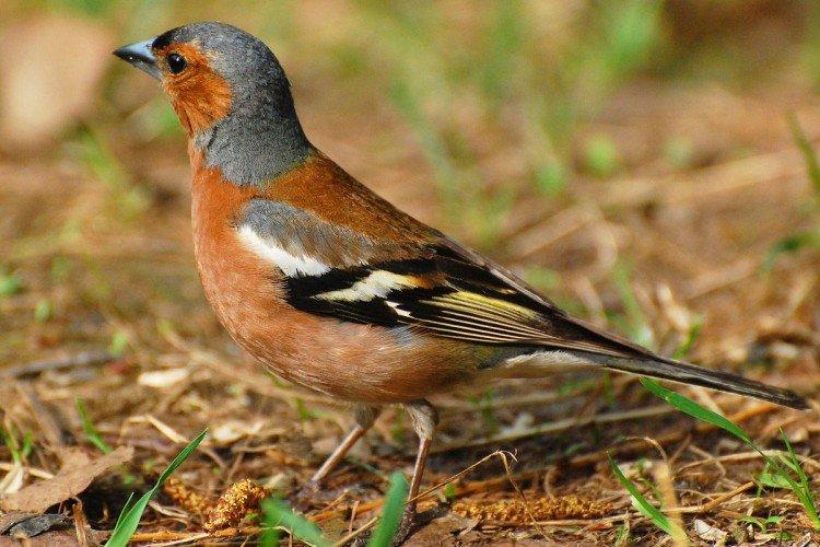 Pinsons - photo d'oiseau