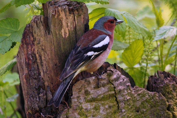 Pinsons - photo d'oiseau