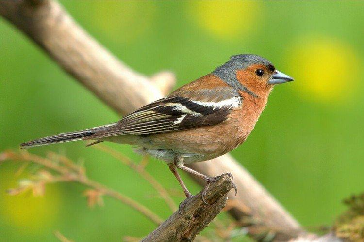 Pinsons - photo d'oiseau