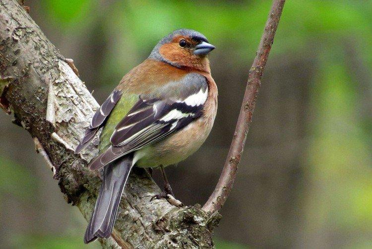 Pinsons - photo d'oiseau