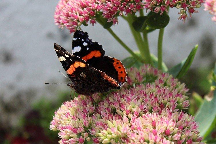 Papillon amiral - photo