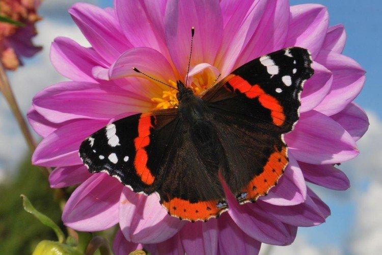 Papillon amiral - photo