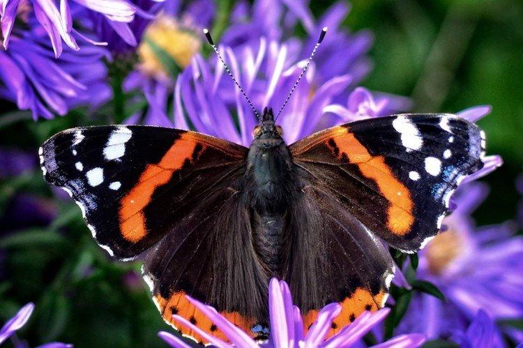 Papillon amiral - photo