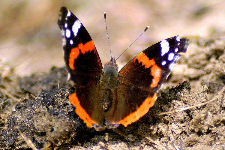 Papillon amiral - photo