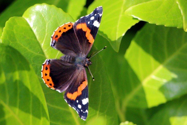 Papillon amiral - photo
