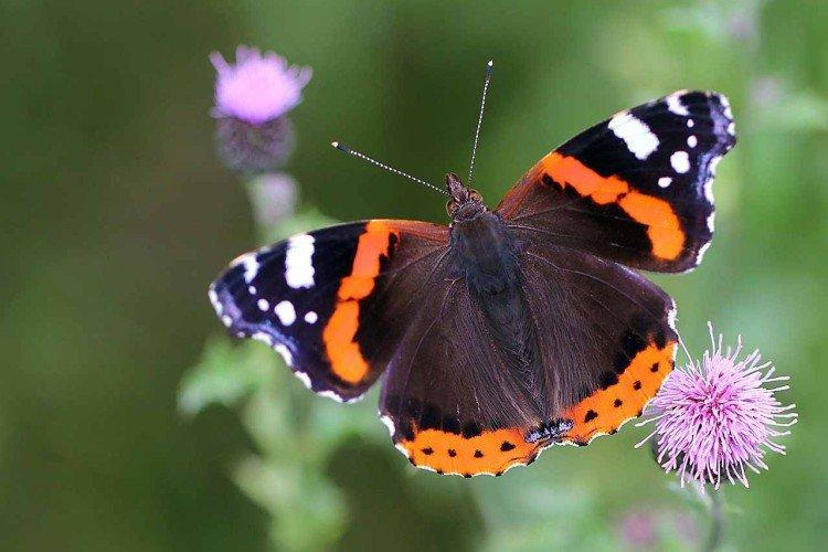 Papillon amiral - photo