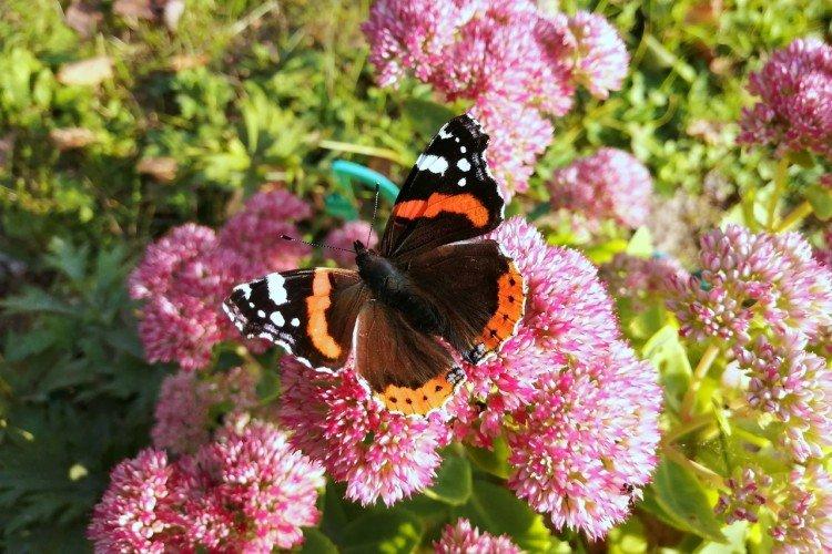 Papillon amiral - photo