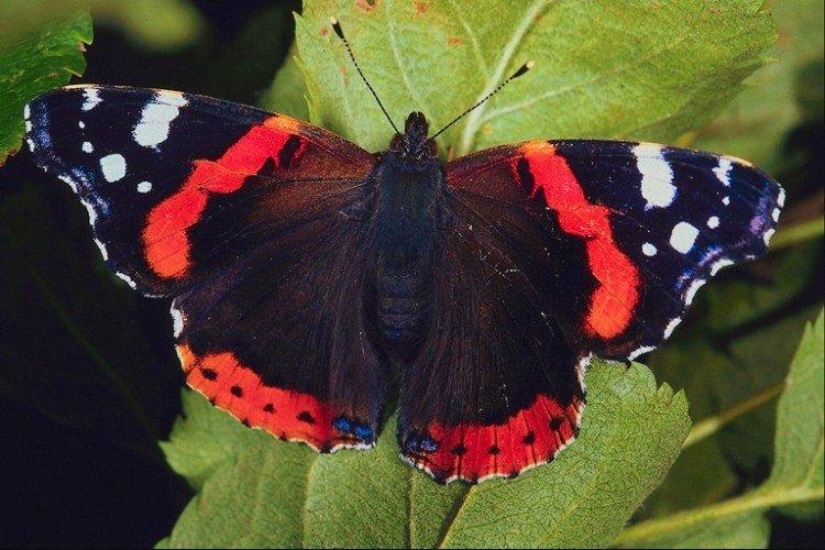 Papillon amiral - photo