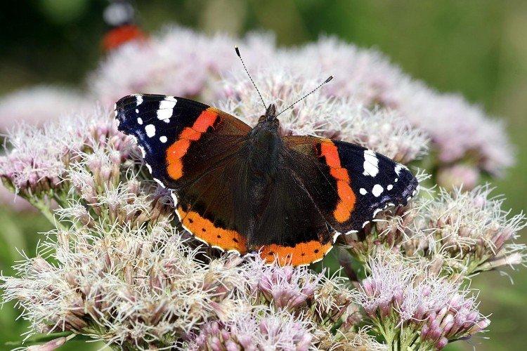 Papillon amiral - photo