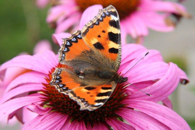 Urticaire papillon - photo