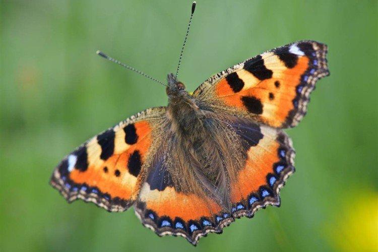 Urticaire papillon - photo