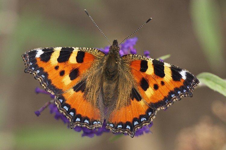 Urticaire papillon - photo