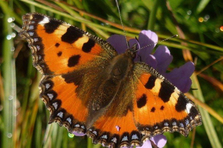 Urticaire papillon - photo