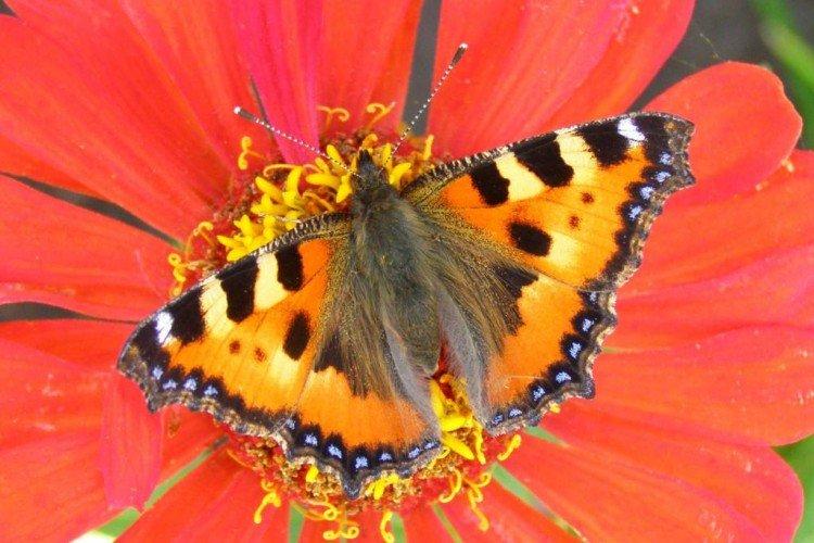 Urticaire papillon - photo