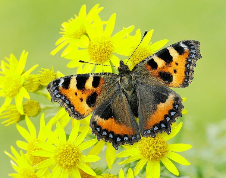 L'apparition des papillons