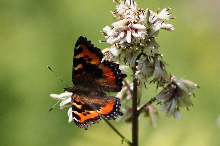 Urticaire papillon - photo