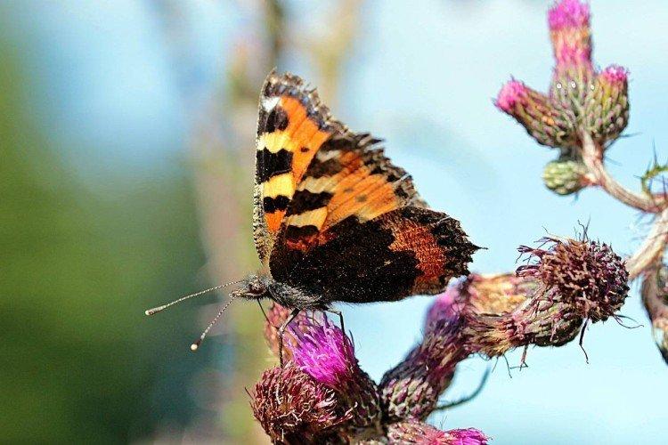 Urticaire papillon - photo