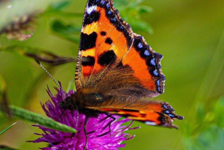 Urticaire papillon - photo