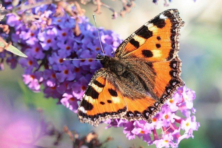 Urticaire papillon - photo