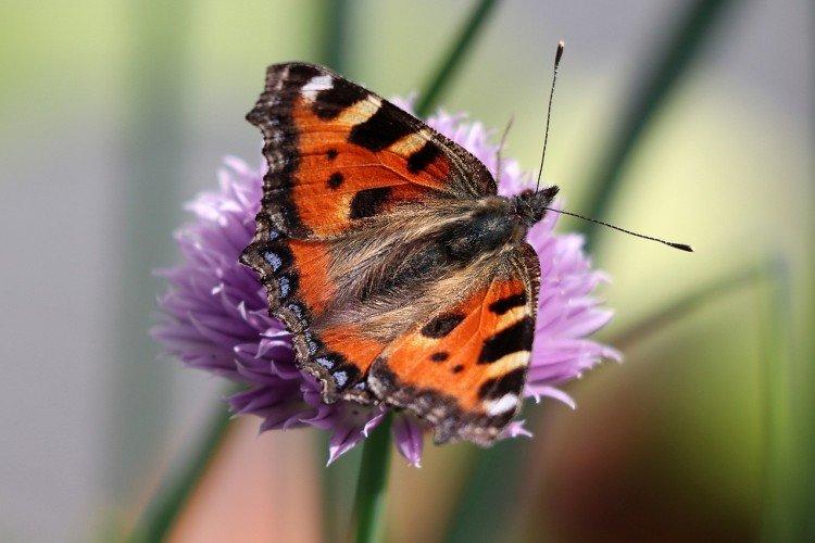 Urticaire papillon - photo