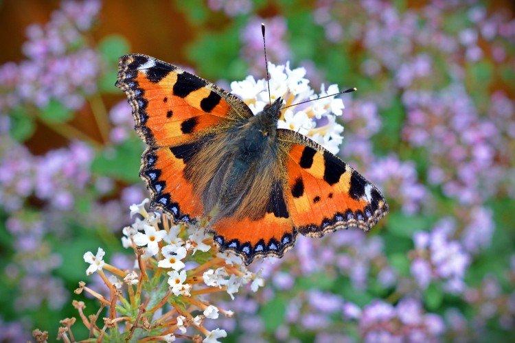 Urticaire papillon - photo