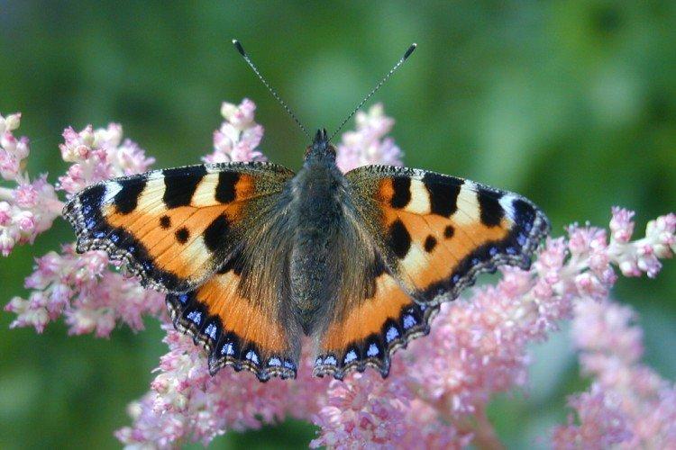 Urticaire papillon - photo