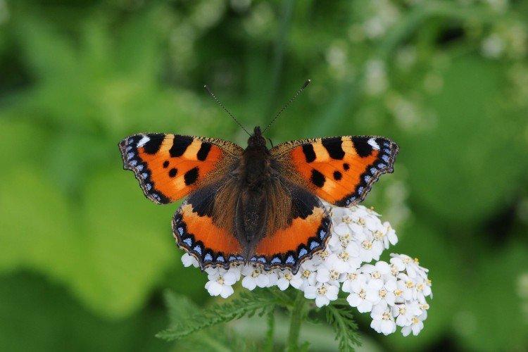 Reproduction de l'urticaire