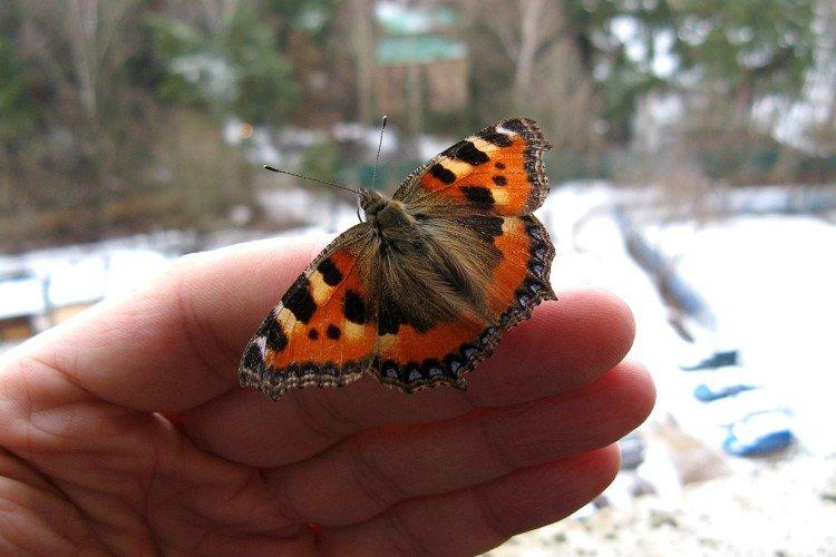 Ruches papillons en captivité