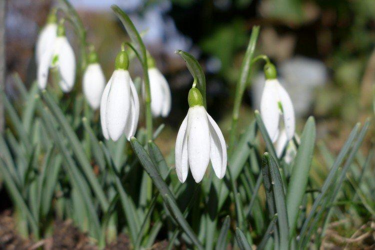 Lutte contre les parasites et les maladies