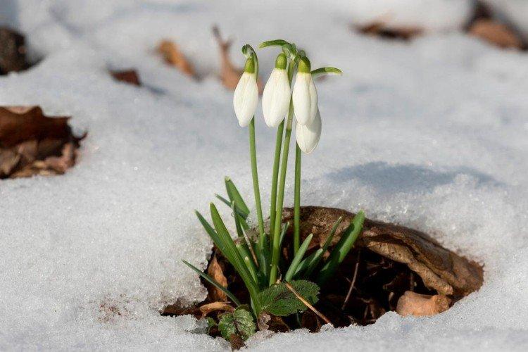 Perce-neige - photo