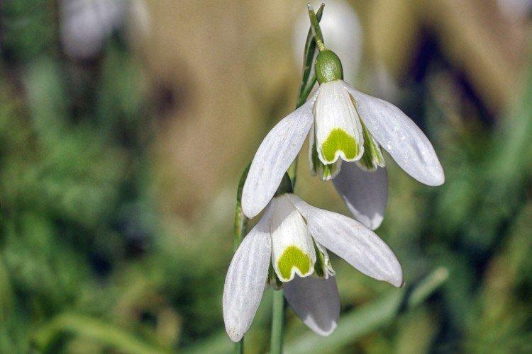 Perce-neige de Cilicie
