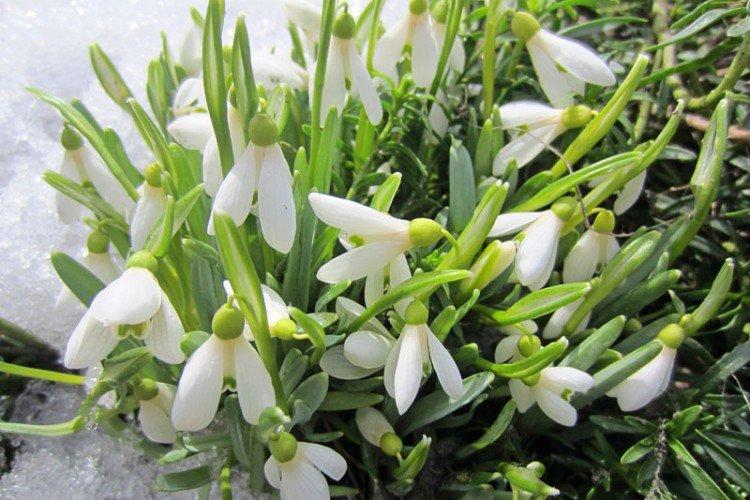 Perce-neige Bortkiewicz