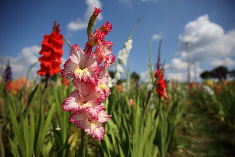 Engrais et alimentation