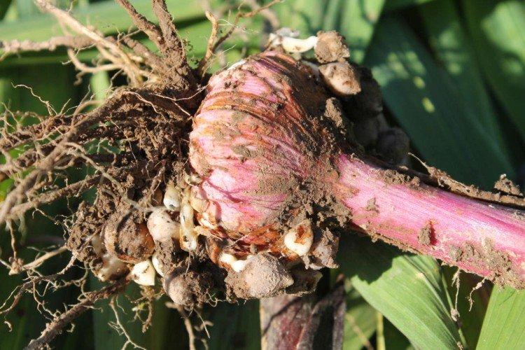 Lutte contre les parasites et les maladies