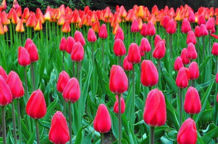 Conservation des bulbes de tulipes