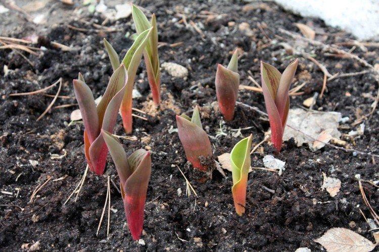 Plantation et sélection