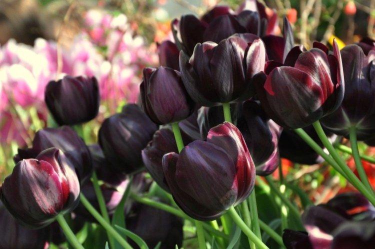 Tulipes - photo