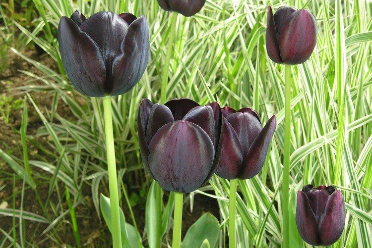 Tulipes - photo