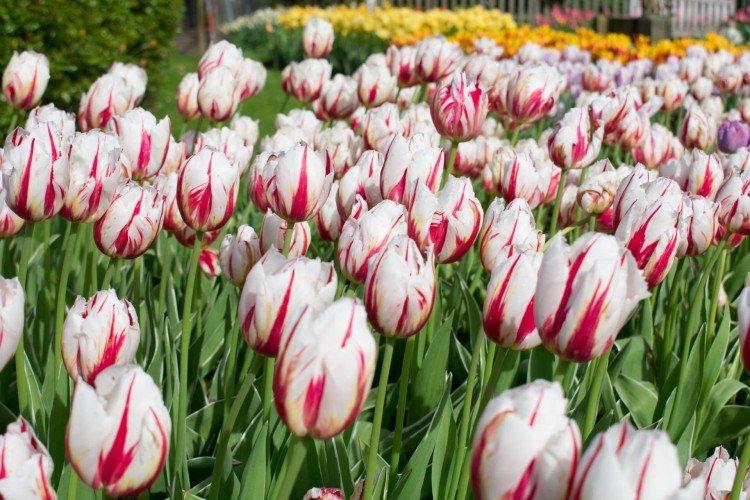 Tulipes - photo