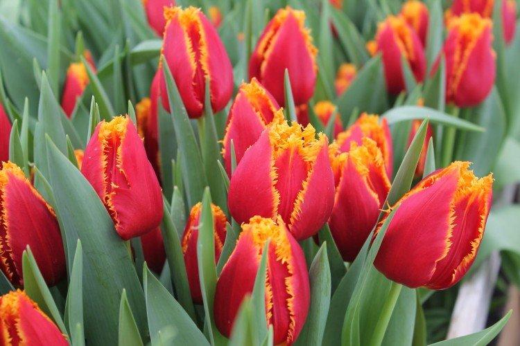 Tulipes - photo