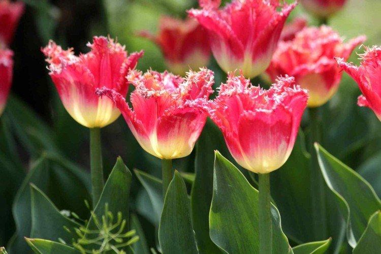 Tulipes - photo