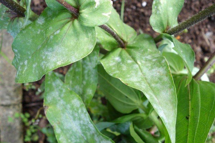 Ravageurs et maladies du zinnia