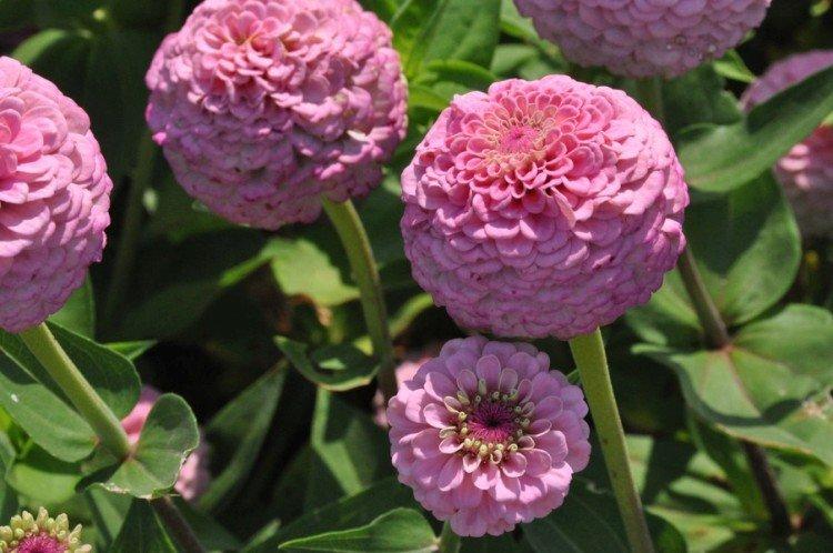 Pompon zinnia