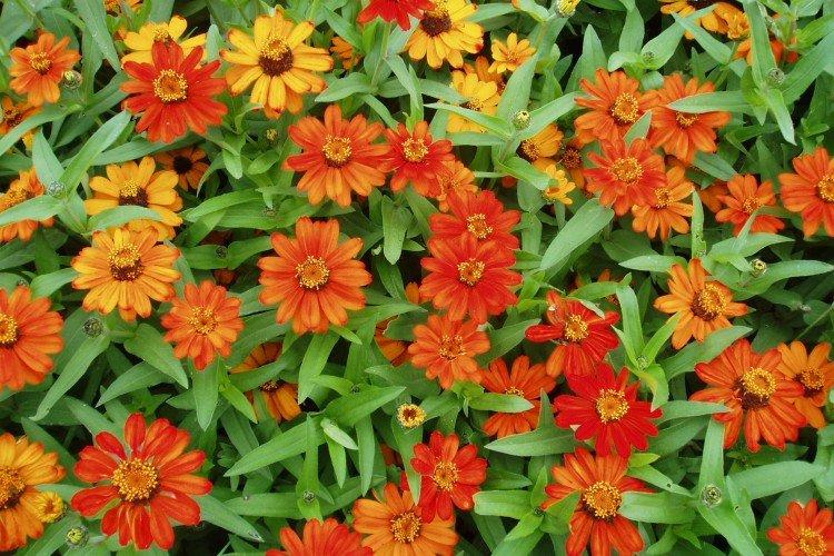 Zinnia à feuilles étroites