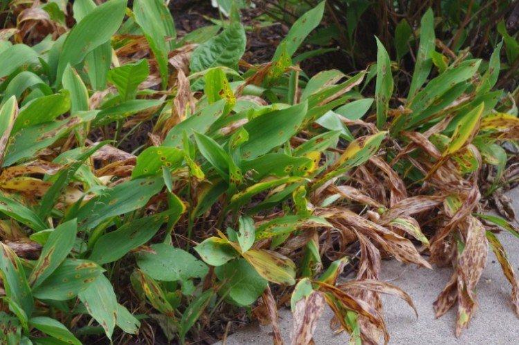 Ravageurs et maladies du muguet
